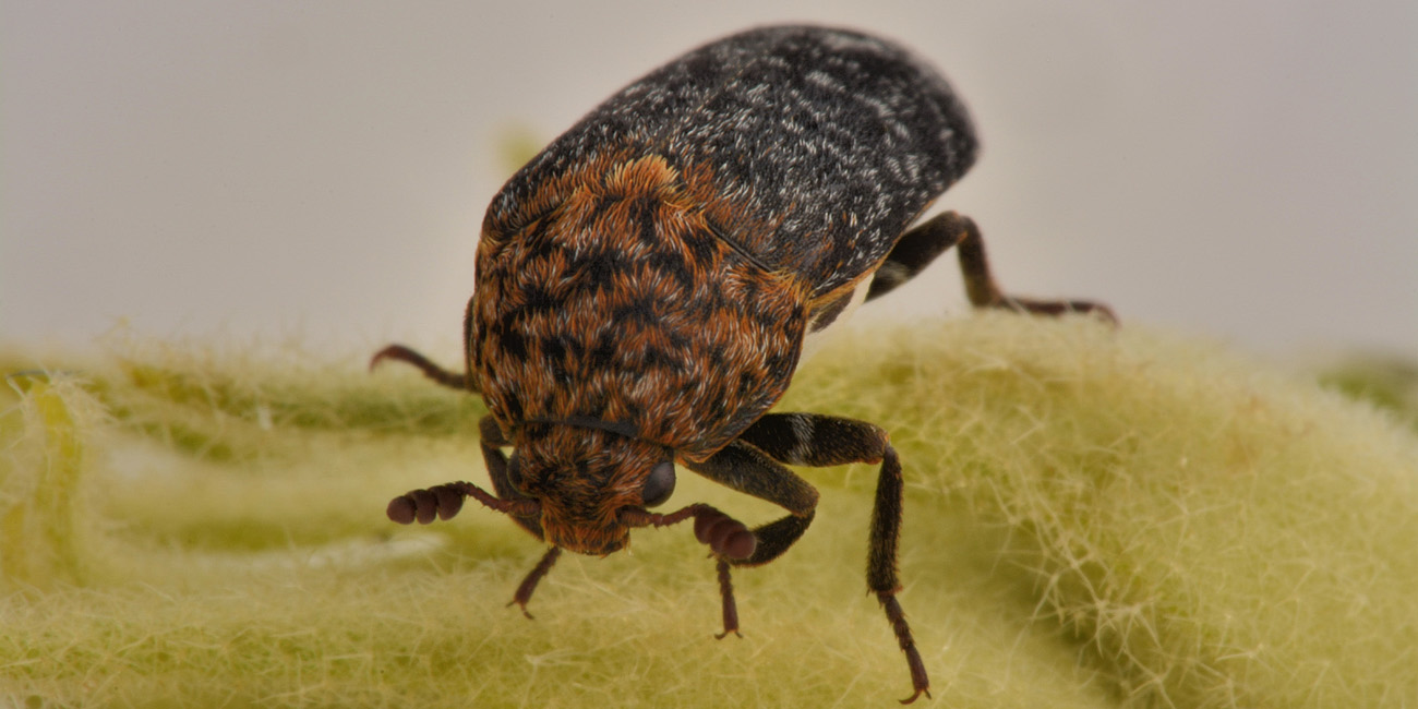 Dermestidae: Dermestes undulatus